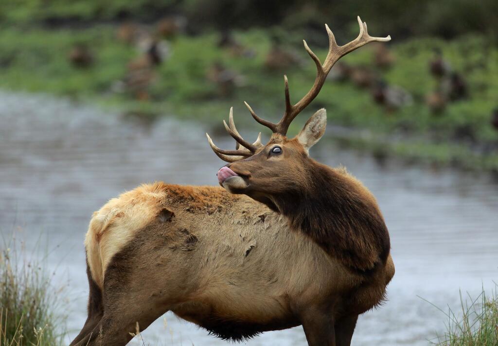 A male Tule elk on Tomales Point in the Point Reyes National Seashore. (JOHN BURGESS / The Press Democrat)