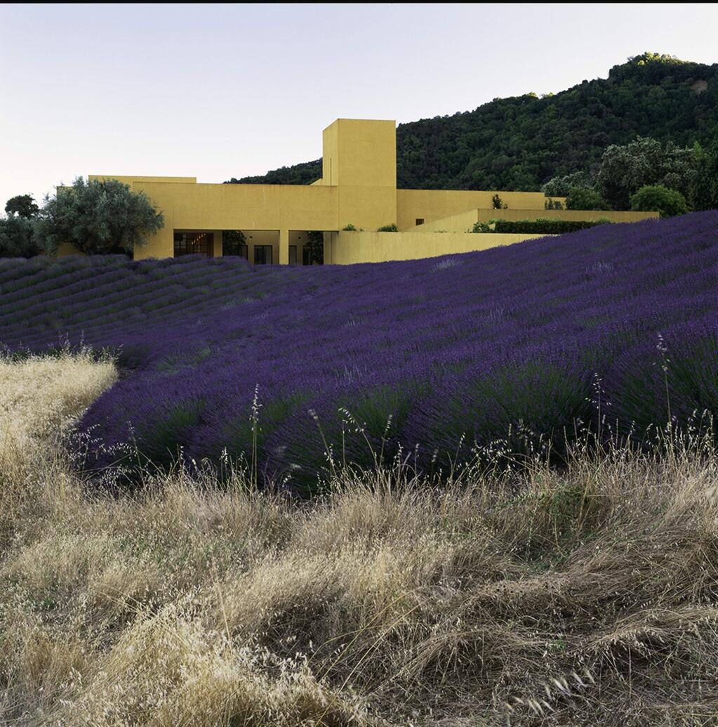 Rows of lavender form an apron below the home of Frances Bowes in Sonoma, an ochre-colored villa designed by Mexican architect Ricard Legoretta sitting atop a hillside overlooking the Mayacamas Mountains. The 2,500 lavender plants are set in rows across the hillside. (MARION BRENNER)