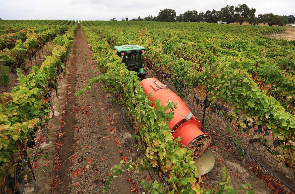 At a Balletto Vineyards and Winery vineyard near Santa Rosa, Wednesday, Sept. 13, 2017, an air dryer is used to blow moisture from grapes in reaction to this weeks wet weather. (Kent Porter / The Press Democrat) 2017