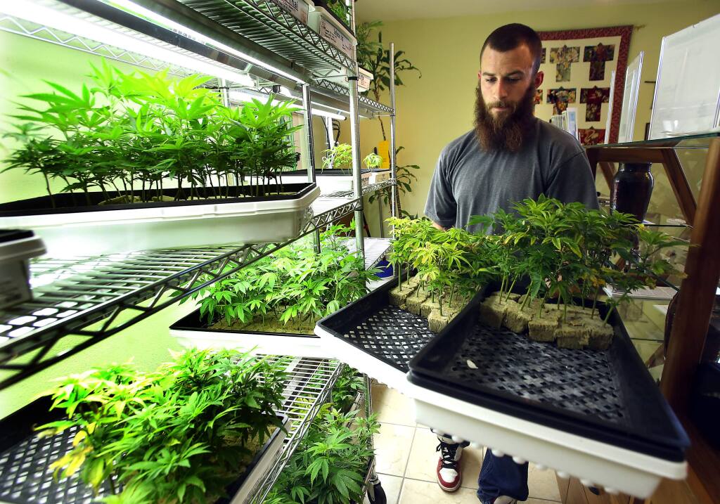Jake Donham removes some of the marijuana clones for quality control at the Peace in Medicine Medical Marijuana Dispensary in Santa Rosa on Friday, Jan. 3, 2014. (John Burgess / The Press Democrat)
