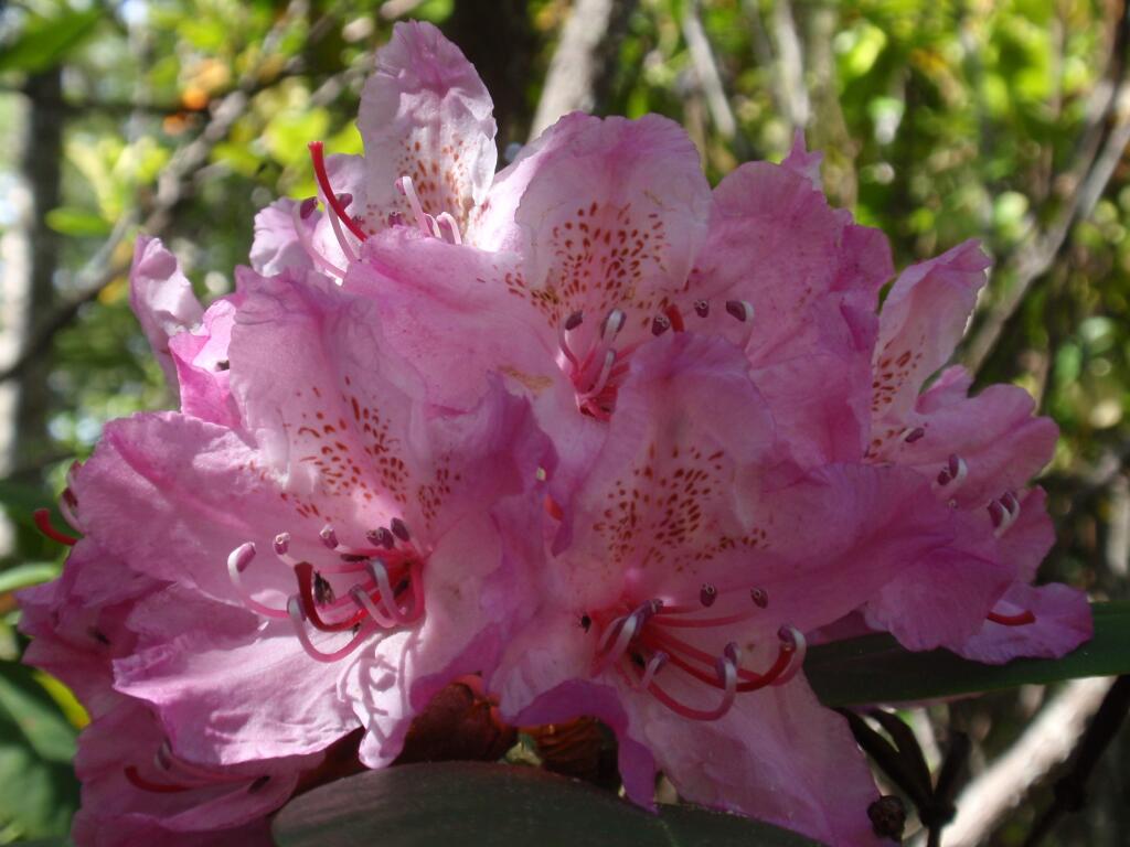 California rhododendrons grow in profusion at Kruse Rhododendron State Natural Reserve.