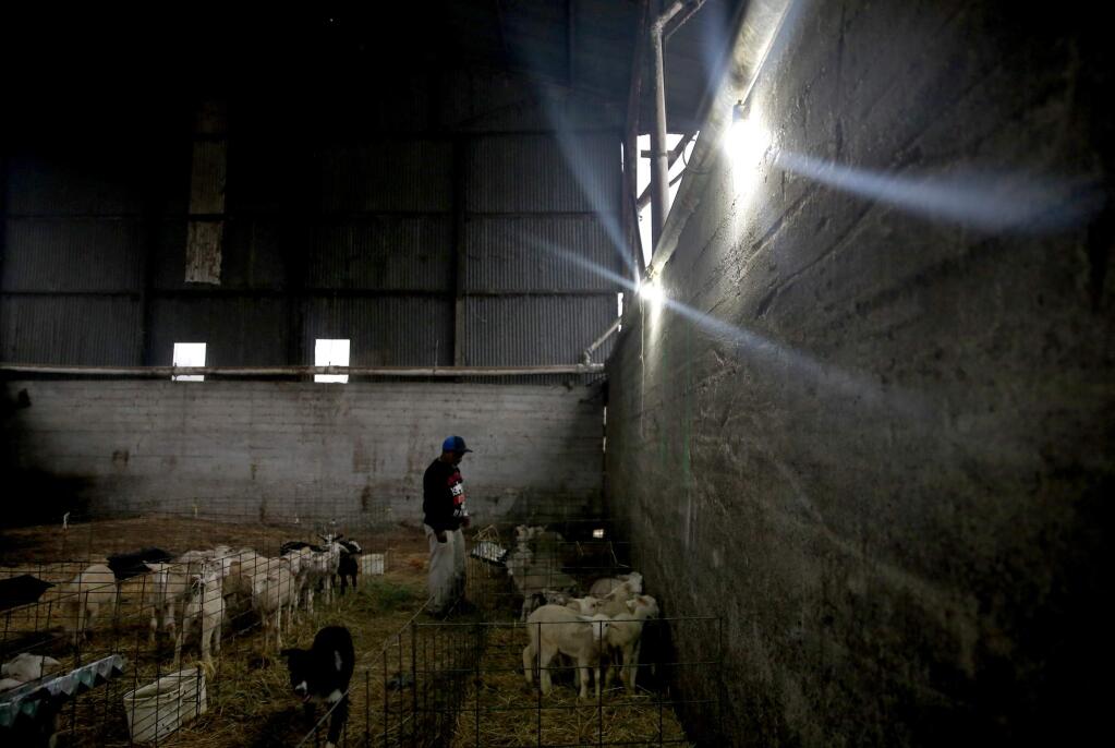 Employee Ramon Rodriguez feeds the lambs at Haverton Hill Creamery in Petaluma, California on Tuesday, August 5, 2014. (BETH SCHLANKER/ The Press Democrat)
