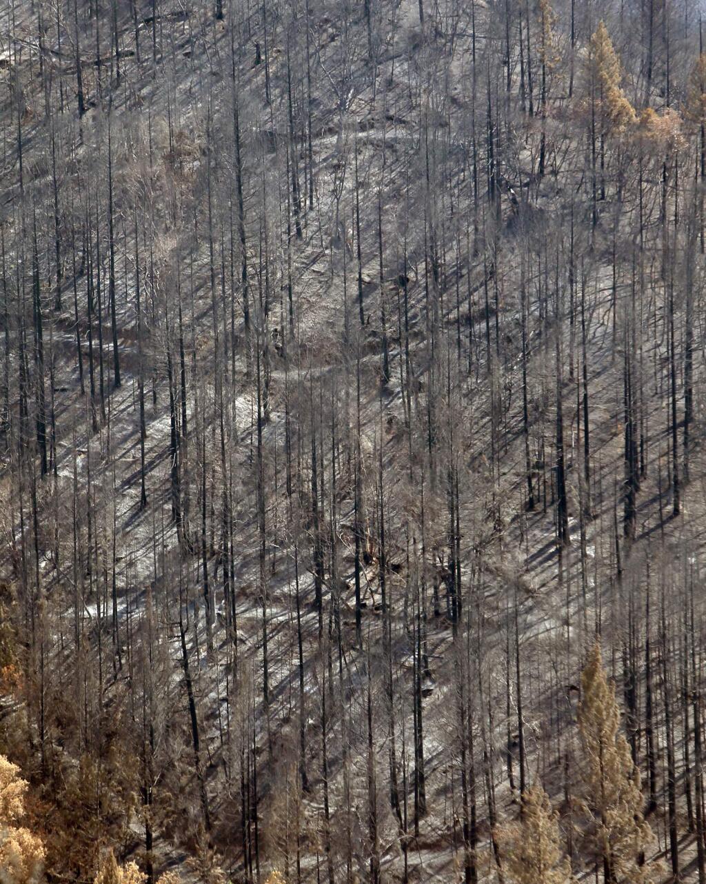 An off-road trail zigs up a hillside, Friday, Sept. 14, 2018. The trees were burned in the Mendocino Complex Ranch fire as it roared through the Mendocino National Forest. (Kent Porter / The Press Democrat) 2018