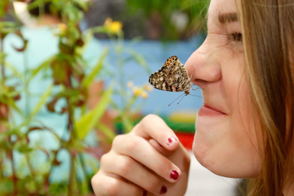 Claire Fisher, 12, reacts as a butterfly crawls around on her noes at Butterfly Adventures at the Sonoma County Fair in Santa Rosa, California on Thursday, July 28, 2016. (Alvin Jornada / The Press Democrat)