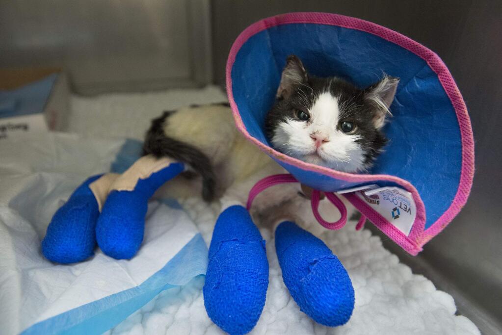 In this Thursday, Sept. 24, 2015 photo, a cat who suffered third-degree burns has its paws treated at the UC Davis Veterinary Medical Teaching Hospital in Davis, Calif. The hospital is treating a few dozen animals that were injured in the Butte and Valley fires. (Randy Pench/The Sacramento Bee via AP)