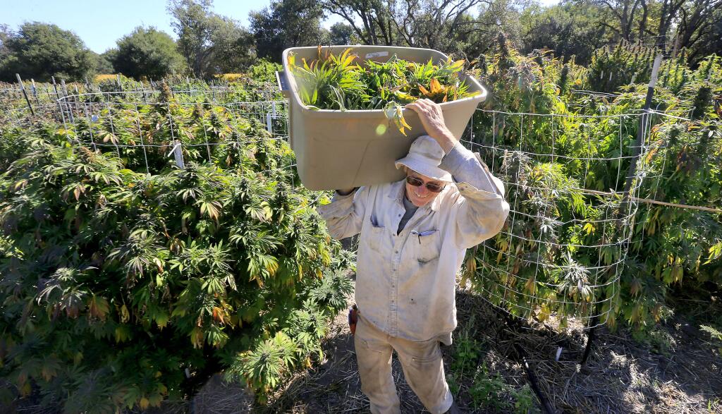 The farm manager for Bay Area Safe Alternatives collective, who chose to keep their employees anonymous, harvests one of the many varieties of organic marijuana growing on their Sonoma County farm on Tuesday, October 11, 2016. (John Burgess/The Press Democrat)