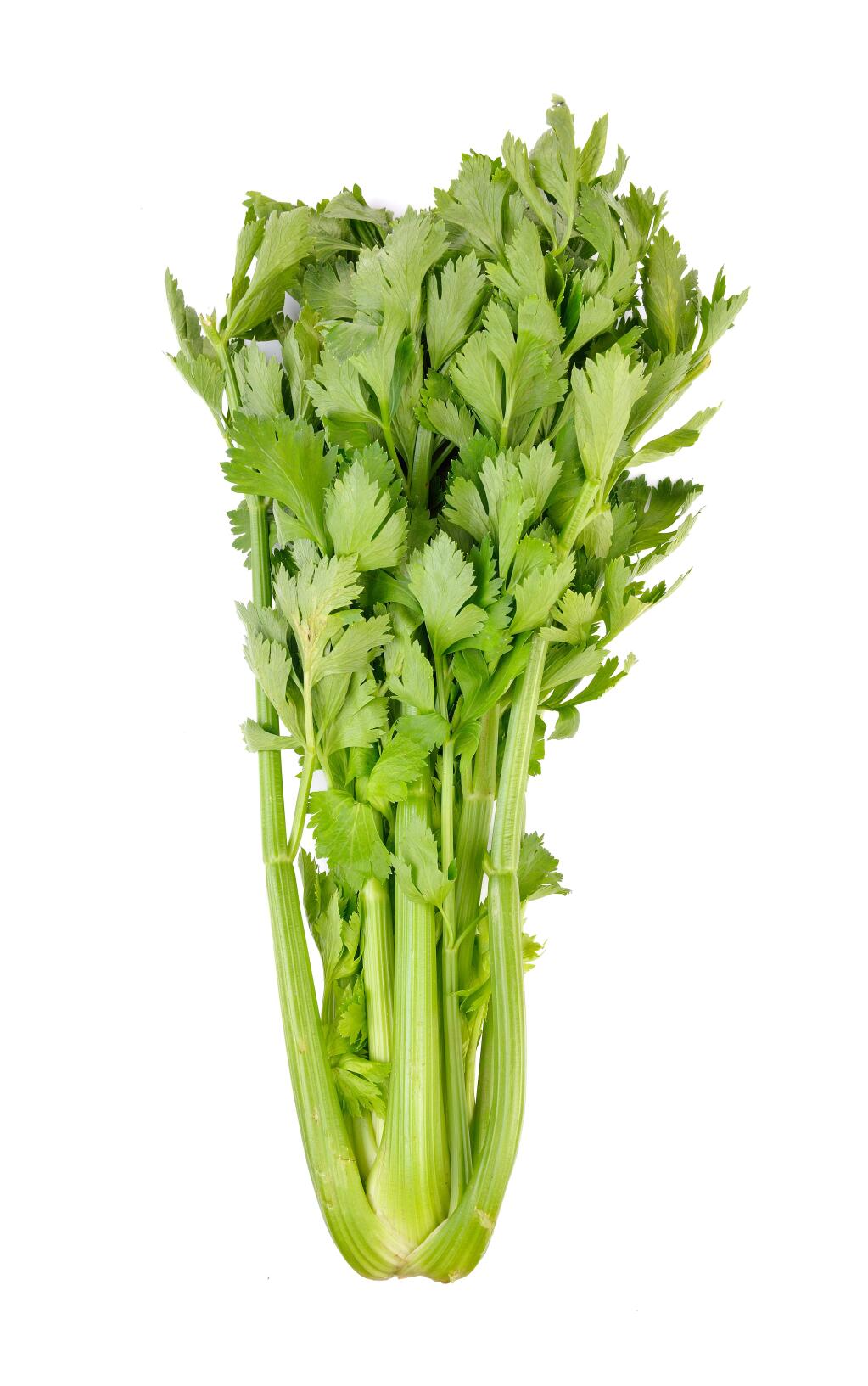 Celery can be sauteedfor a simple side dish.