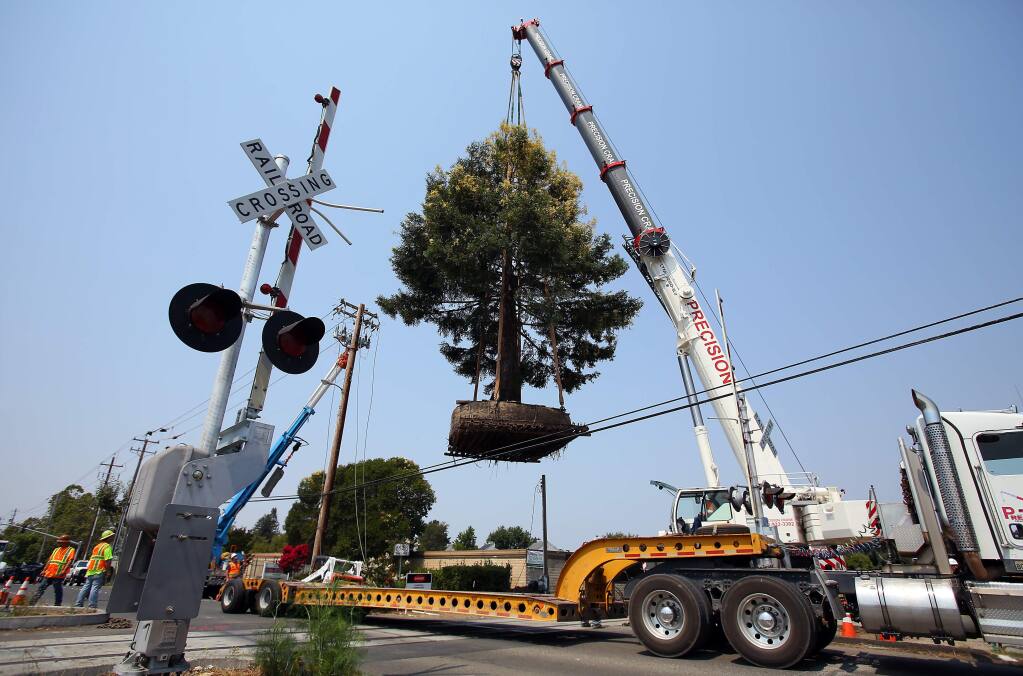 A rare chimera coast redwood tree is lifted from its location along the SMART tracks and onto a flatbed truck, along East Cotati Avenue, in Cotati on Thursday, August 7, 2014. (Christopher Chung/ The Press Democrat)