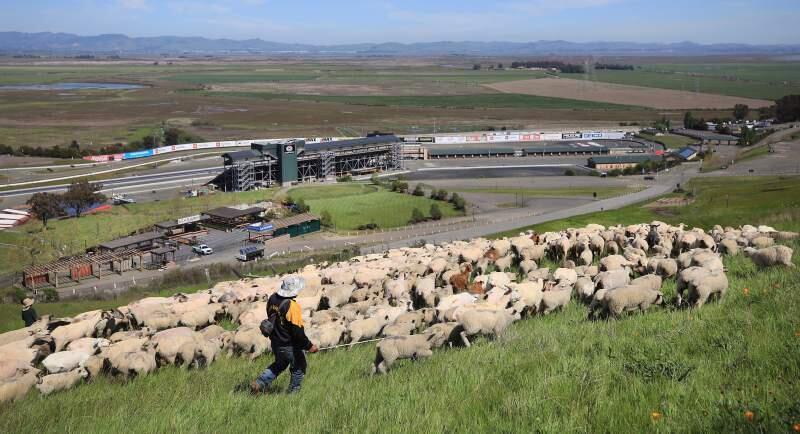 KENT PORTER/THE PRESS DEMOCRATAt Sonoma Raceway, virtually the only thing moving around the track are sheepherders moving their flock from one portion of the grassy hillsides to another as part of their wildfire mitigation efforts.