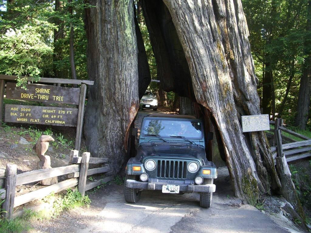 Hillary Hartley / Redwoods.infoThe Shrine Drive-Thru Tree in Myers Flat is a still-living 275-foot-tall redwood. A cavity that was formed naturally by fire was widened to accommodate cars.