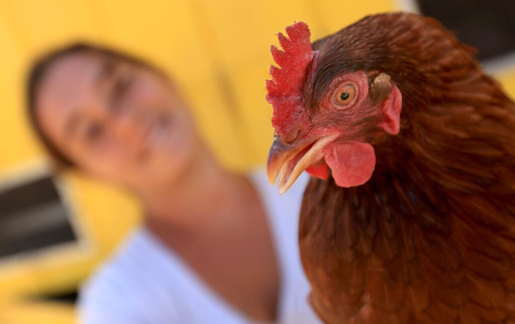 Sarah Silva who owns Green Star Farmholds a Rhode Island red hen, Monday July 28, 2014 in west Sonoma County. County supervisors may vote to loosen the permitting rules for selling directly on site at the farms year-round. (Kent Porter / Press Democrat) 2014