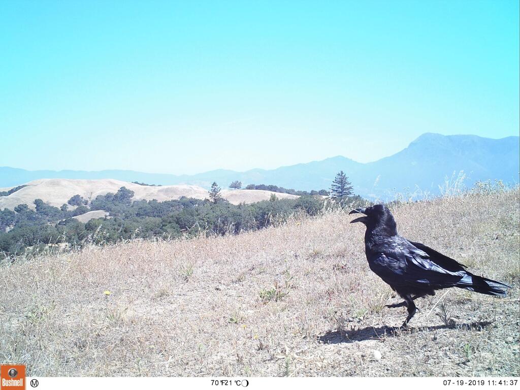 A large raven at Pepperwood Preserve in the Mayacamas Mountains on July 19, 2019. (Pepperwood Preserve)