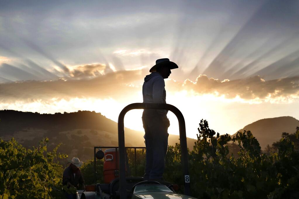 Crew foreman Geraldo Gonzalez watches as workers harvest pinot noir grapes at Vyborny's Game Farm vineyard on Wednesday, July 30, 2014 north of Yountville, California. (BETH SCHLANKER/ The Press Democrat)