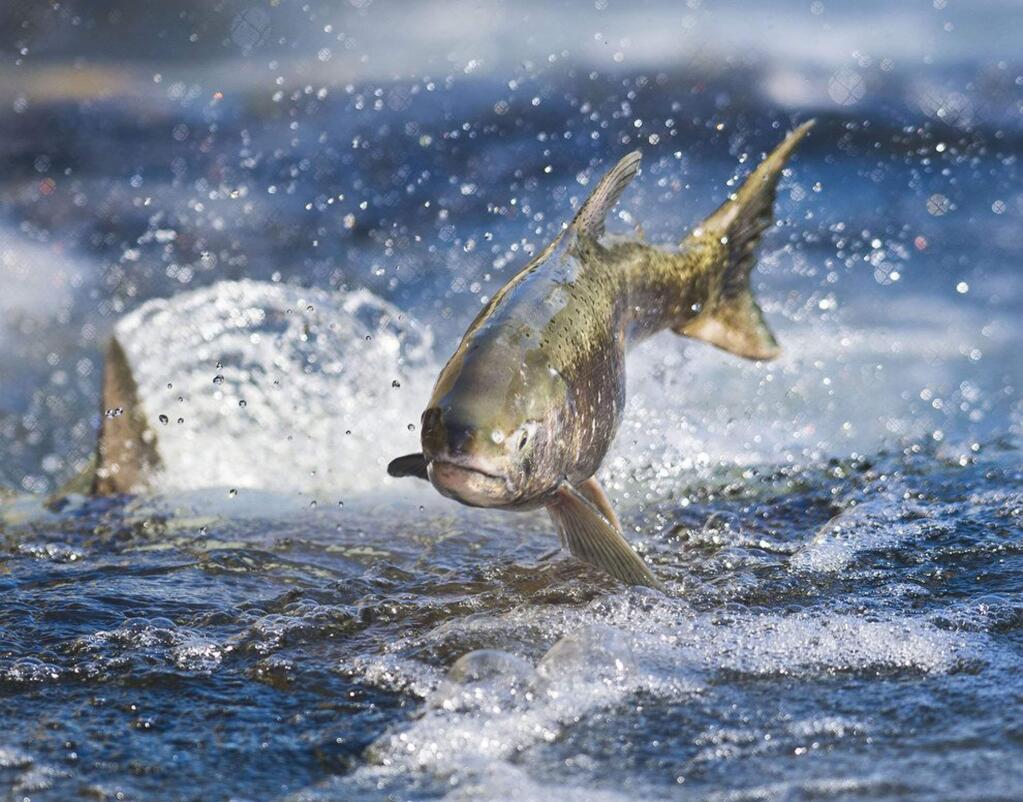 A salmon makes its way up a fish ladder at the Nimbus Dam near Sacramento. A new report warns that California's wild salmon runs could be wiped out by the ongoing drought. (HECTOR AMEZCUA / Sacramento Bee)