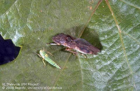 Adult glassy-winged sharpshooters (at right, on a grape leaf) are much larger and wider-ranging than their blue-green sharpshooter cousins found along a number of North Coast waterways. (Jack Kelly Clark, courtesy of U.C. Statewide IPM Project)