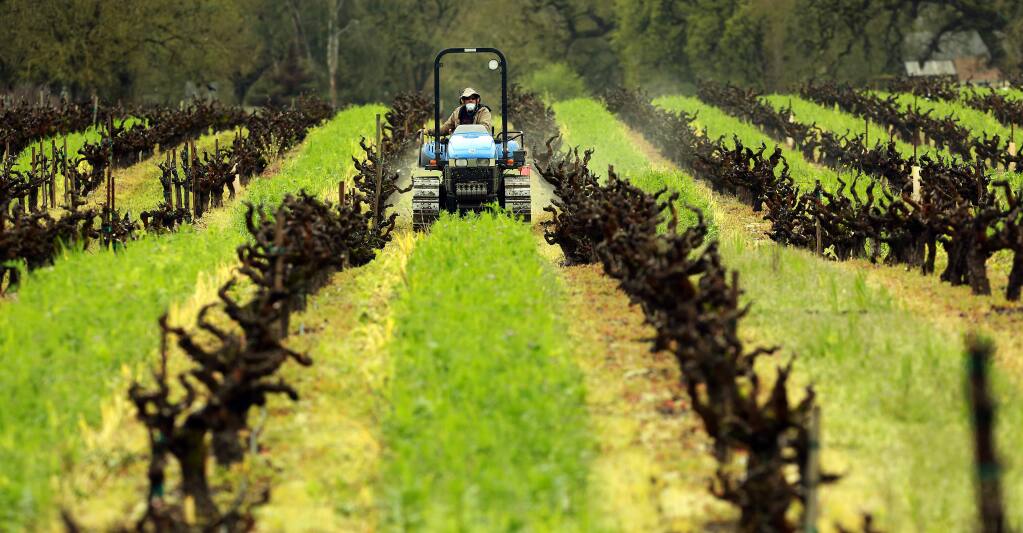 Mowing the cover crop on Mike Officer's ranch west of Santa Rosa. The founder of Carlisle 'Old Vines' wines has DNA tested some of the vines planted in 1927. (JOHN BURGESS / The Press Democrat)