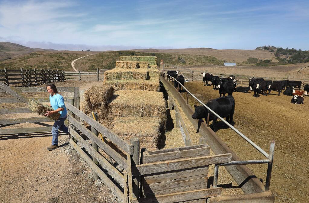 Joyce Arndt grabs a slice of hay to feed cattle out in a field on the 'M' Ranch, in the Point Reyes National Seashore on Wednesday, September 26, 2018. (Christopher Chung/ The Press Democrat)