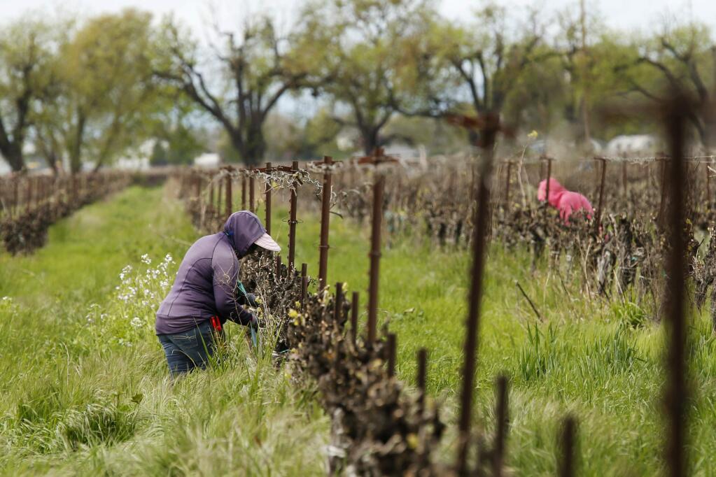 In this March 24, 2020, photo, farmworkers keep their distance from each other as they work at the Heringer Estates Family Vineyards and Winery in Clarksburg, Calif. Farms continue to operate as essential businesses that supply food to California and much of the country as schools, restaurants and stores shutter over the coronavirus. But some workers are anxious about the virus spreading among them and their families. Steve Heringer, general manager of the 152-year-old family owned business said workers now have more hand sanitizer and already use their own gloves for field work. (AP Photo/Rich Pedroncelli)