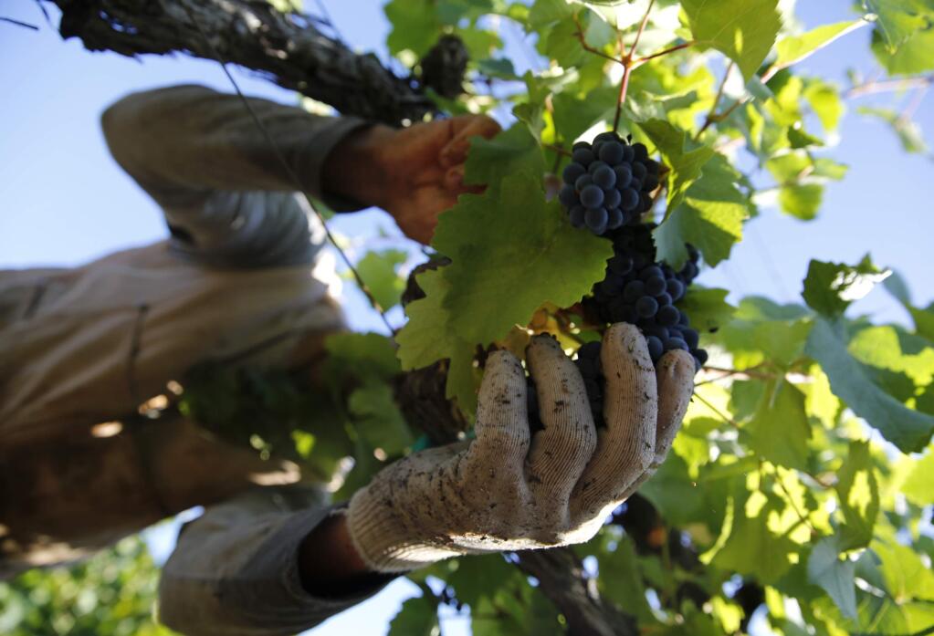 Vineyard worker Luis Bernal harvests pinot noir grapes for Mumm Napa at Game Farm Vineyard in Napa , California on Thursday, August 1, 2013. (BETH SCHLANKER/ The Press Democrat)
