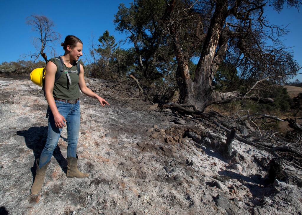Stephanie Beard, Pepperwood's communication specialist, surveys fire damage where a tree;s ashes lay on the ground on Friday, Nov. 8, 2019. The recent Kincade fire burned over many of the preserve's areas still recovering from the Tubbs fire. (Darryl Bush / For The Press Democrat)