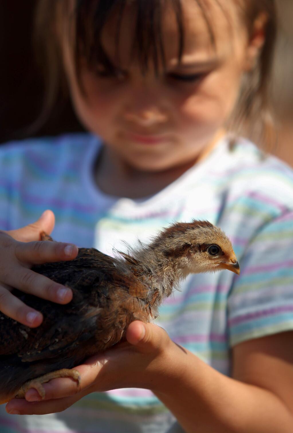 Maya Rose Sucher holds a Welsummer chick at her family's SucherNova Farm, in Cotati on Thursday, March 26, 2015. (Christopher Chung/ The Press Democrat)