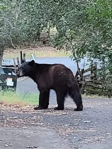 A bear at Jack London State Historic Park in Glen Ellen on May 23, 2020.(Eric Metz/Jack London State Historic Park)
