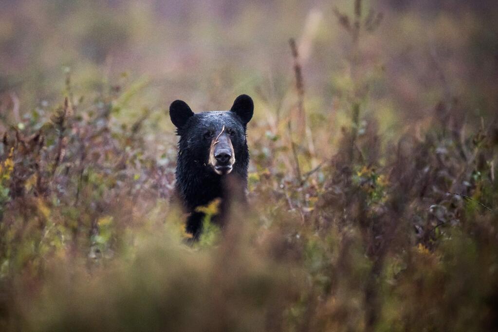 A black bear rises in a field at the Alligator River National Wildlife Refuge. Washington Post photo by Salwan Georges