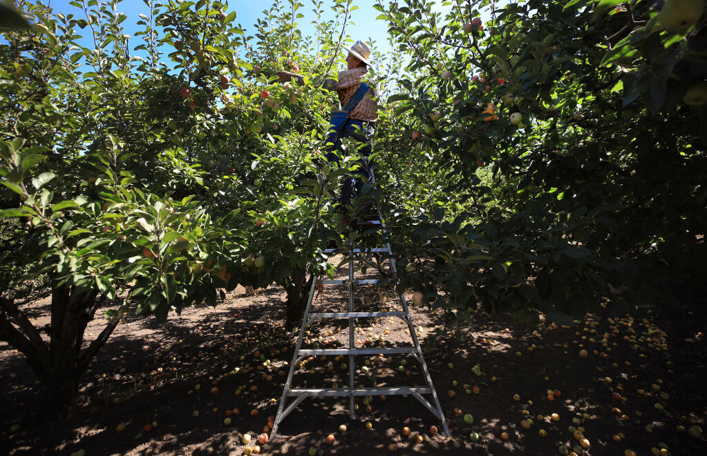 Miguel Hernandez harvests Gravenstein apples at Walker Apples in Graton, Thursday, July 30, 2020.  (Kent Porter / The Press Democrat) 2020