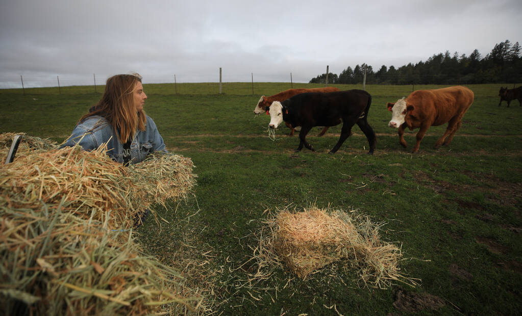 Kelly Barnett, the daughter of Joan and Walt Ryan, feeds Angus and Hereford cattle on the family’s 800-acre ranch above Bodega, Wednesday, March 17, 2021. (Kent Porter / The Press Democrat)