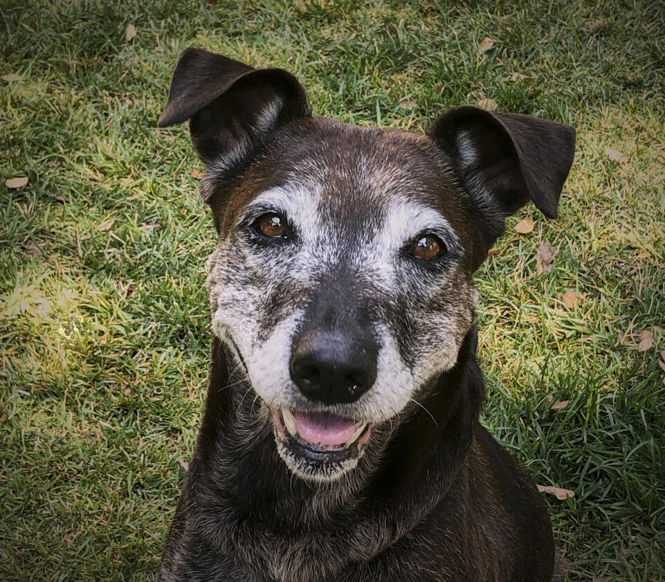 Saving Senior Dogs Week “Ambassadog” Daisy smiles for a photo recently. Running from Oct. 25-31, the week-long national social media campaign, founded by Lily’s Legacy Senior Dog Sanctuary executive director Alice Mayn, aims to raise funds and awareness of the struggles homeless senior dogs endure, and the joys of adopting them. (COURTESY OF LILY’S LEGACY SENIOR DOG SANCTUARY)