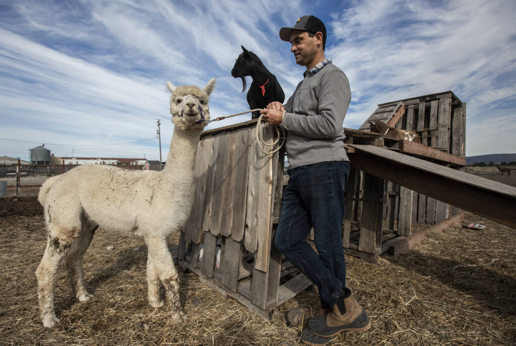 Andrè Castro with Pedro the alpaca and Biscotti the goat at Lavender BnB Farm in Sonoma, CA on Bonness Road on Friday, Nov. 11, 2022. Pedro will be featured in the film “Holiday Harmony,” which will be available of HBO Max on Thursday, Nov. 24. (Robbi Pengelly/Index-Tribune)