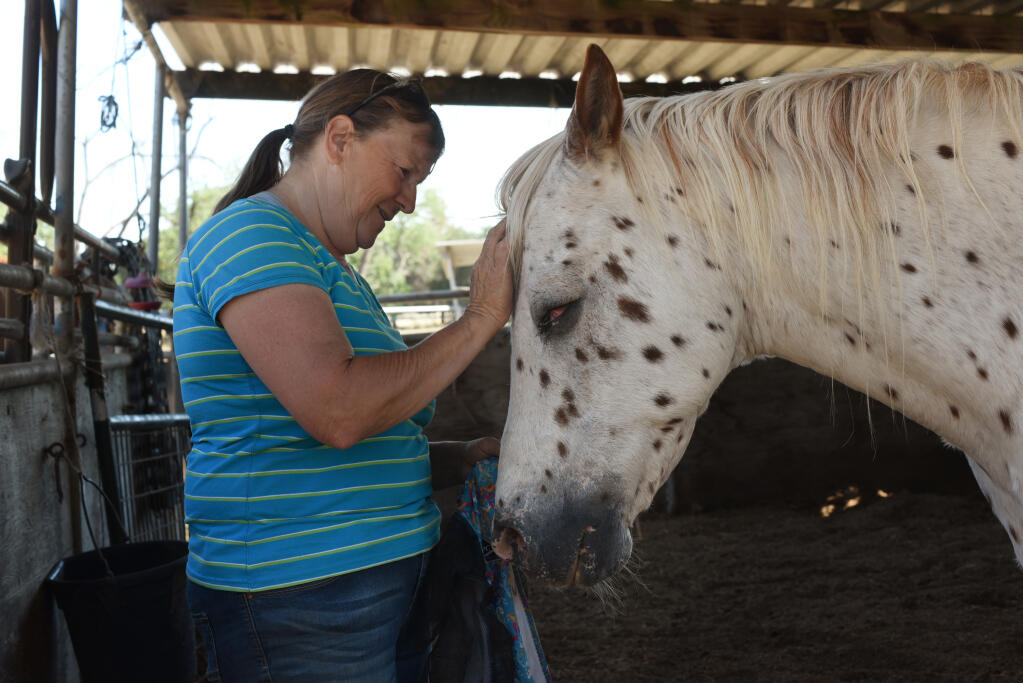 “They eat before I do,” said Betsy Bueno of Lost Hearts & Souls Horse Rescue. For 24 years, she has been rescuing animals like this leopard appaloosa named Buddy Love, pictured at her home in Santa Rosa on Thursday, July 1, 2021. Buddy lost his left eye from a bullwhip injury by an abusive owner in Mendocino County. (Erik Castro/for The Press Democrat)