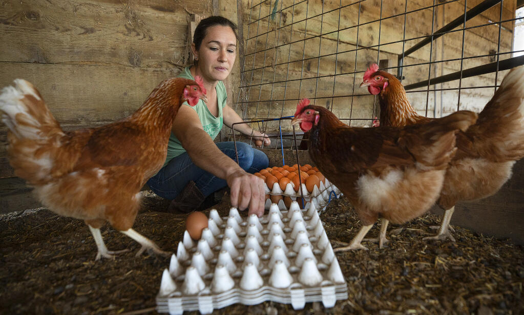 Sarah Silva collects eggs in a variety of nesting spots from her young chickens for her CSA subscribers at Green Star Farms in Sebastopol on Friday, Dec. 4, 2020. (John Burgess / The Press Democrat)