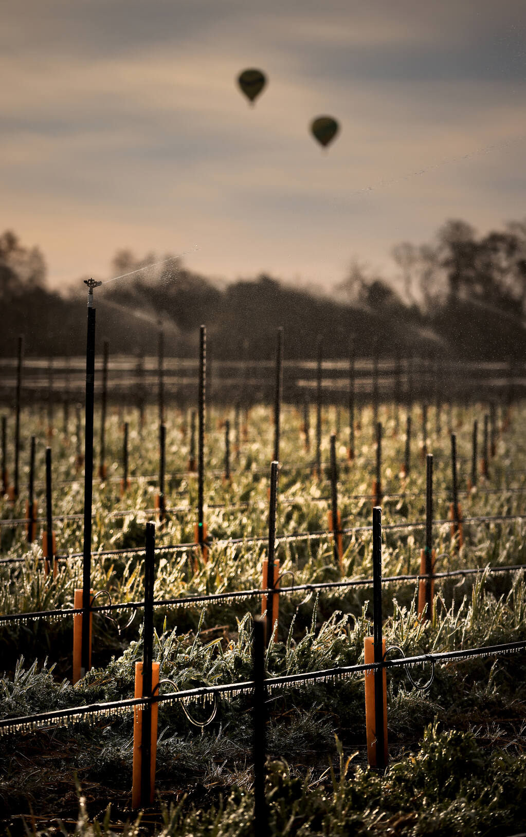 A vineyard along Slusser Rd.is coated in ice as some growers initiate frost protection measures due to the below freezing temperatures, Saturday, Feb. 26, 2022 near Santa Rosa.  (Kent Porter / The Press Democrat) 2022