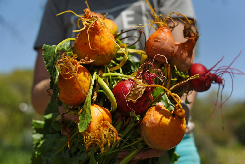 Volunteer Michelle Rechin holding some freshly picked beets at the Food For Thought garden in Forestville, Calif. on Thursday, April 13, 2021. (Erik Castro/For The Press Democrat)