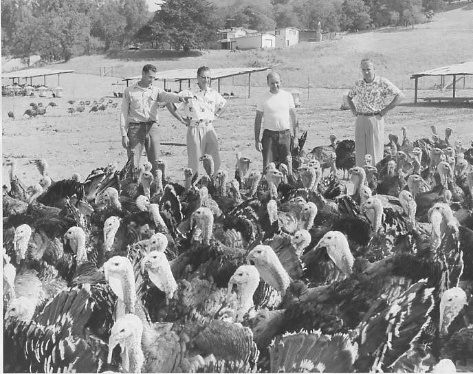 Before he perfected the white-feathered variety, George Nicholas (second from right) was using breeding techniques he learned at UC Davis to improve the quality of the traditional bronze turkey, the industry standard before he created the white turkey. Also in the photo at far left is Orel Saffores, who worked with Nicholas for decades. (Photo: Bill Lynch)