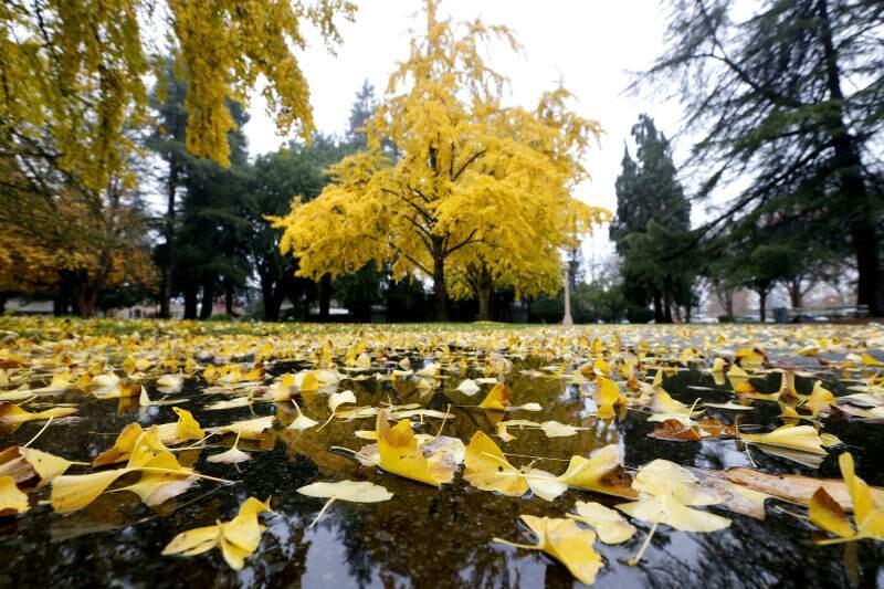 Ginkgo trees, like this specimen in Santa Rosa, display beautiful golden foliage in the spring. In autumn the female trees' pulpy fruit produces butyric acid, which smells of vomit or rancid butter.