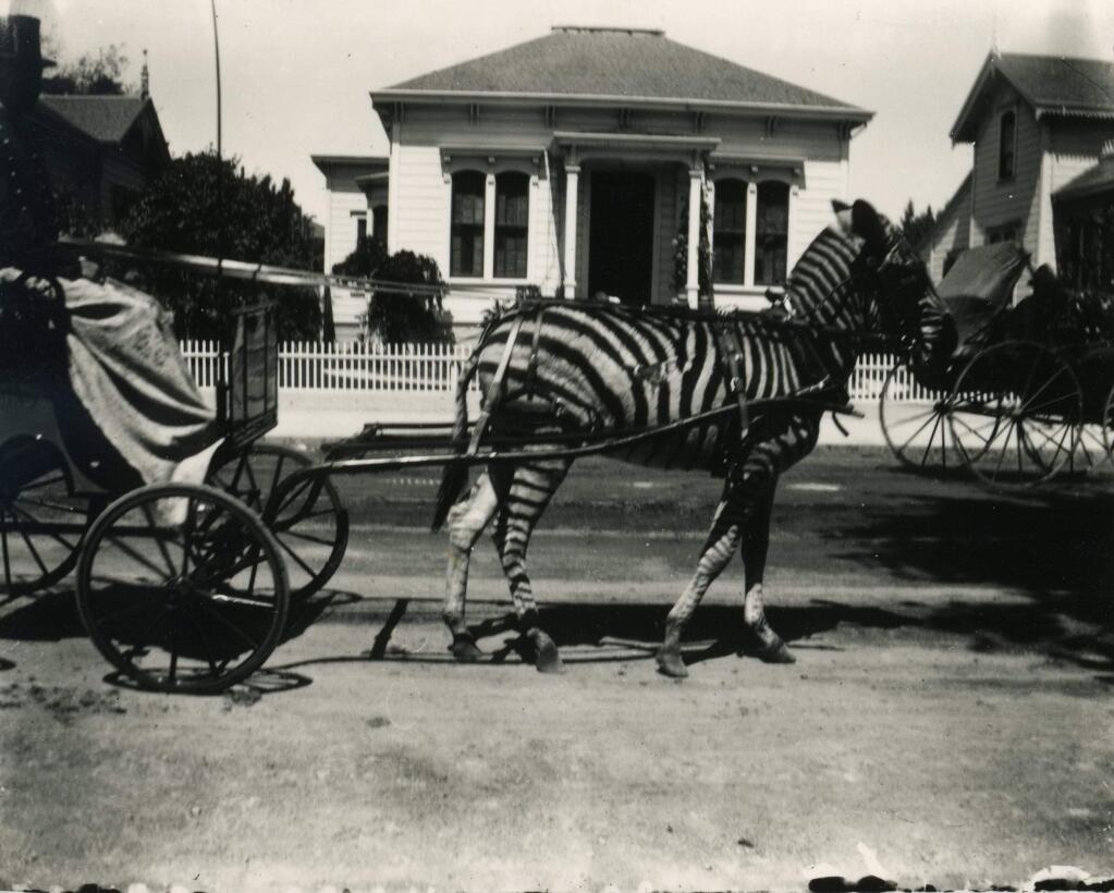 Norris Brothers Circus, like Ringling Brothers, brought “exotics” to town in the early years of the last century. Photo from 'Santa Rosa, a 19th Century Town.'