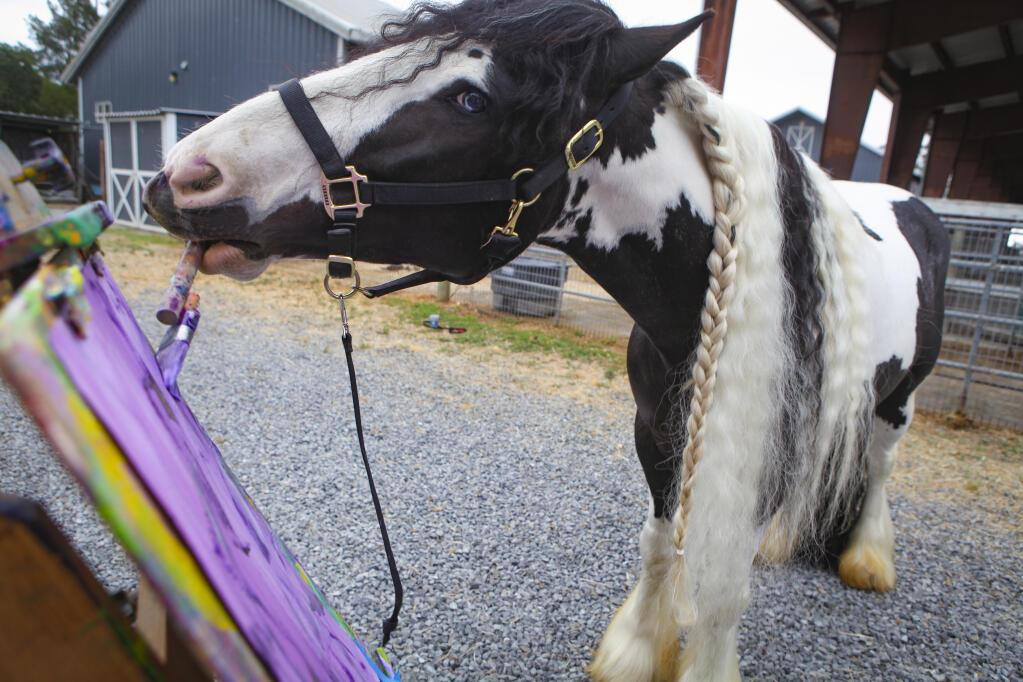 Johnnie, the painting horse, will host the first public showing of his paintings on Sunday, June 27 at Dairydell Canine in Petaluma. (CRISSY PASCUAL/ARGUS-COURIER STAFF)