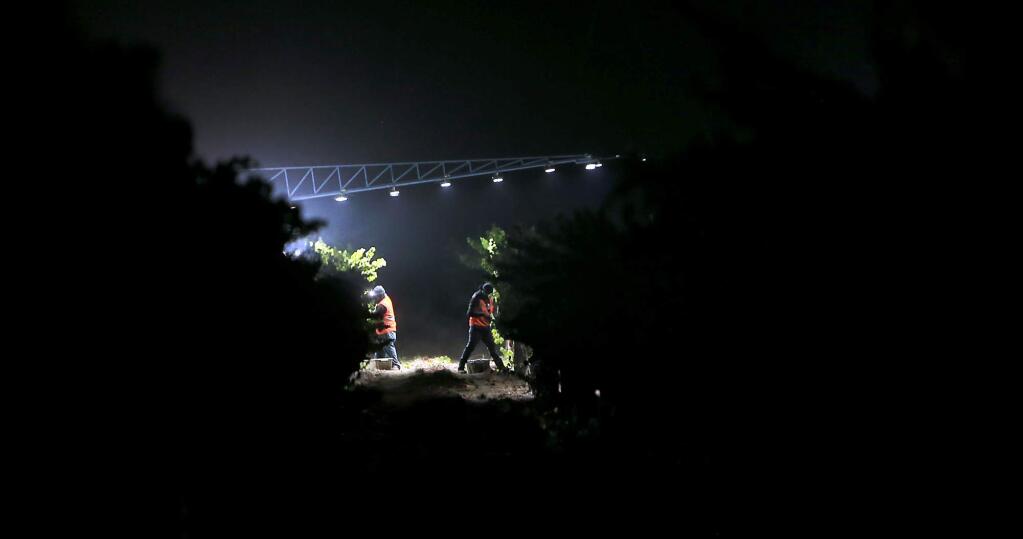 Vineyard workers employed by the Sangiacomo family harvest pinot noir grapes under portable lighting, Wednesday, August 15, 2018 at the Kiser vineyard in Sonoma. The grapes will be crushed for sparkling wine at Gloria Ferrer in the Sonoma Valley. (Kent Porter / The Press Democrat) 2018