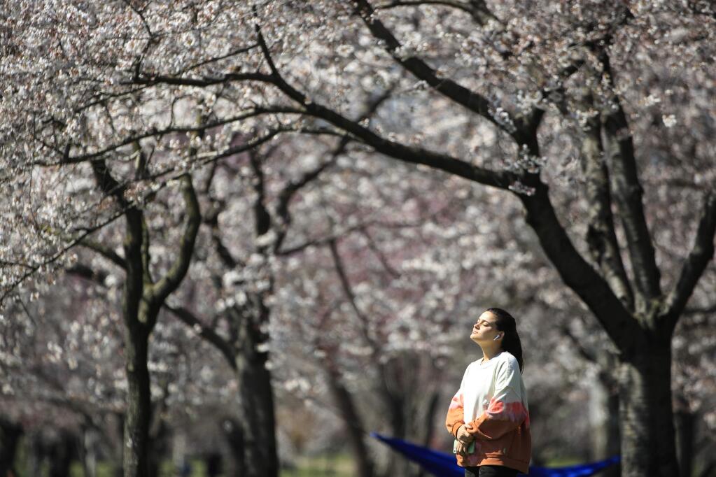 In this March 26, 2020, photo, a person takes in the afternoon sun amongst the cherry blossoms along Kelly Drive in Philadelphia. For millions of seasonal allergy sufferers, the annual onset of watery eyes and scratchy throats is bumping up against the global spread of a new virus that produces its own constellation of respiratory symptoms. That's causing angst for people who suffer from hay fever and are now asking themselves whether their symptoms are related to their allergies or the new coronavirus. (AP Photo/Matt Rourke)