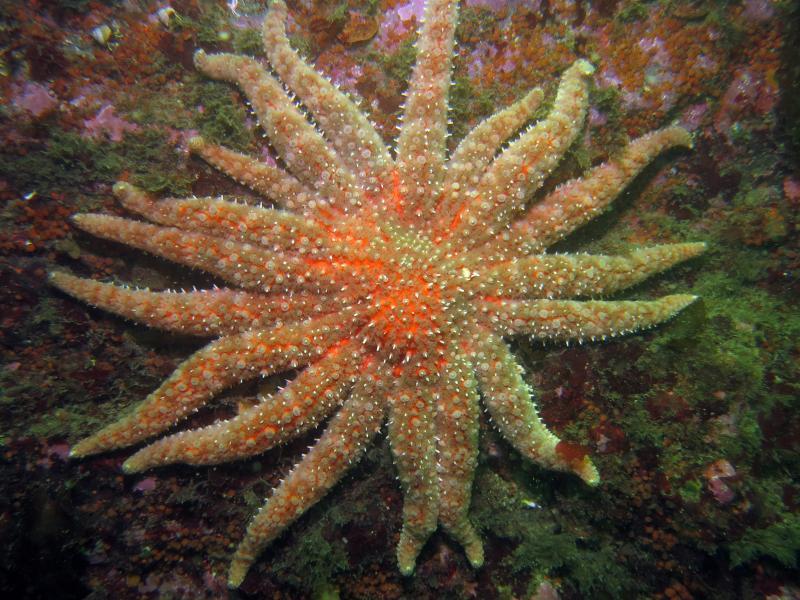 A healthy sunflower sea star, or pycnopodia helianthoides, once abundance in marine ecosystems off the Pacific Coast of North America. (NOAA Fisheries)