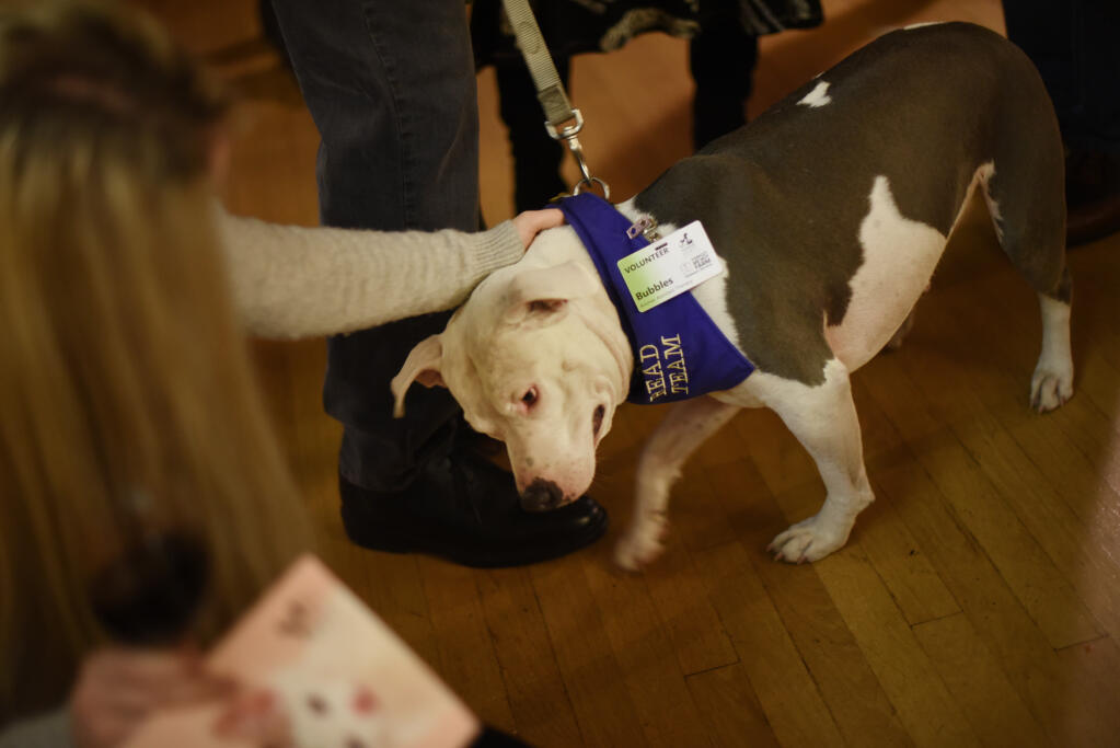 A rescue and therapy dog named Bubbles getting attention from guests during Give Me Shelter a benefit for Humane Society of Sonoma County's Healdsburg Shelter held Saturday at Villa Chanticleer in Healdsburg, California. March 2, 2019. (Erik Castro/for The Press Democrat)