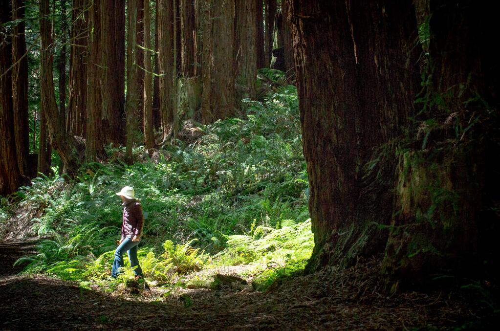 photos by Jeremy Portje / For The Press DemocratA woman walks through Pomo Canyon Environmental Campground near Jenner on Saturday. The canyon offers beauty and quiet amid ferns and redwoods.