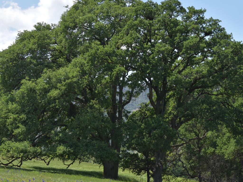 Valley oaks are white oaks and not susceptible to sudden oak death. (April Lynch)