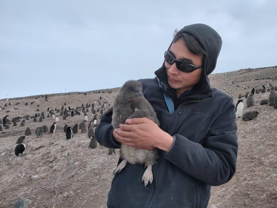 QUALITY TIME: Dennis Jongsomjit bands an Adelie penguin chick in Antarctica. (Photo by Amélie Lescroël)
