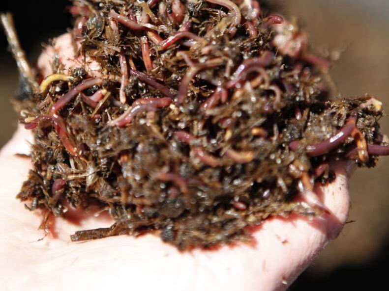 Worms not only are great for soil, but they make fantastic compost under the right conditions. (GARY QUACKENBUSH / NORTH BAY BUSINESS JOURNAL).