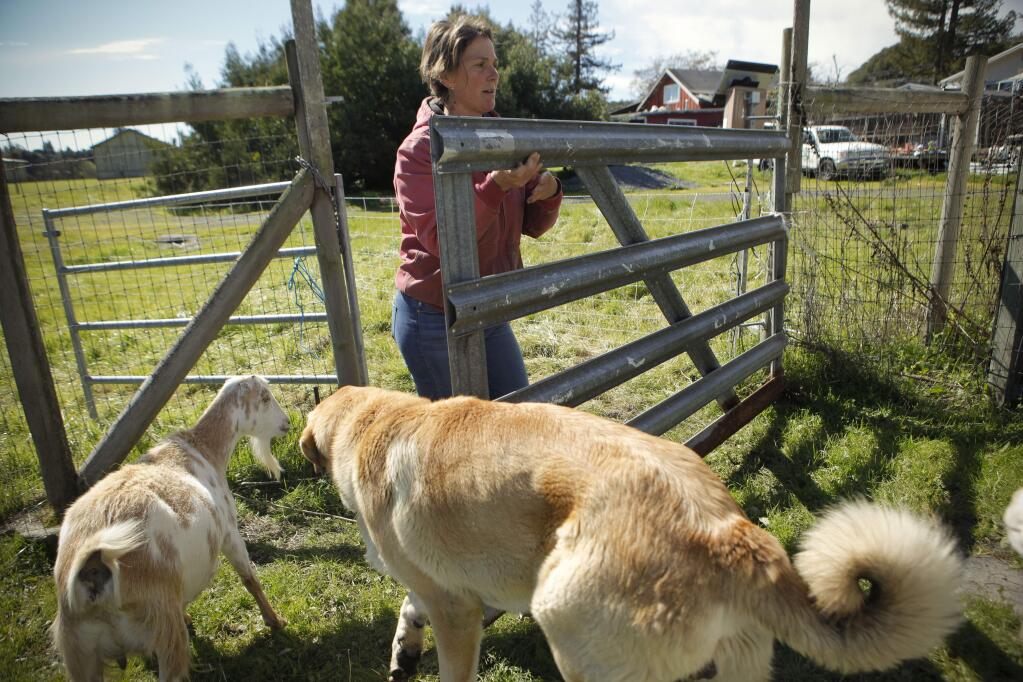 Sarah Keiser, owner of Wild Oat Hollow, an organic family farm in Penngrove, talks about the steps she takes to deter predation on her land where they keep sheep, goats, chicken, pigs and a llama. Recently, a mountain lion has been spotted in the area. Livestock have been killed but it has not been confirmed that they were victims of a mountain lion attack. Along with her dog, Dash, Keiser got another dog, a livestock guardian dog named Basko who is now 1 and weighs 150 pounds, in an effort to protect her sheep from prey. (CRISSY PASCUAL/ARGUS-COURIER STAFF)