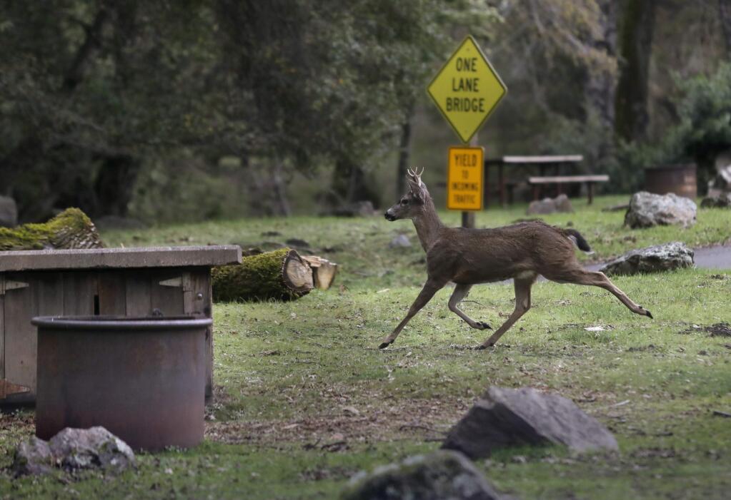 A buck runs through the campgrounds at Sugarloaf Ridge State Park on Wednesday, January 10, 2018 in Kenwood, California . (BETH SCHLANKER/The Press Democrat)