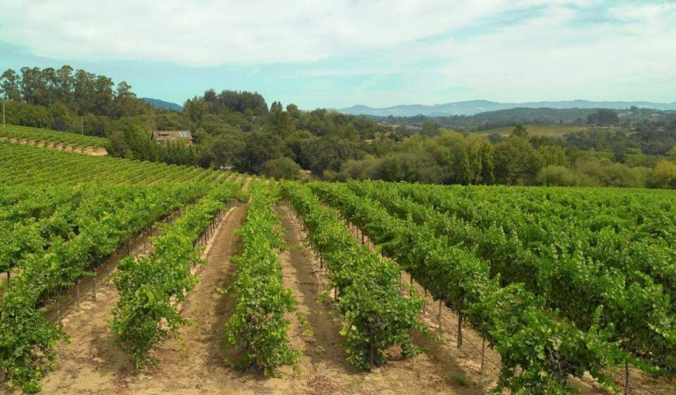 Dutton Estate's Cohen Vineyard in the Green Valley subappellation of Russian River Valley is a frequent site for educational seminars on sustainable agriculture. (Dutton Estate)